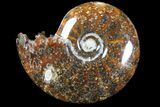 Polished, Agatized Ammonite (Cleoniceras) - Madagascar #94245-1